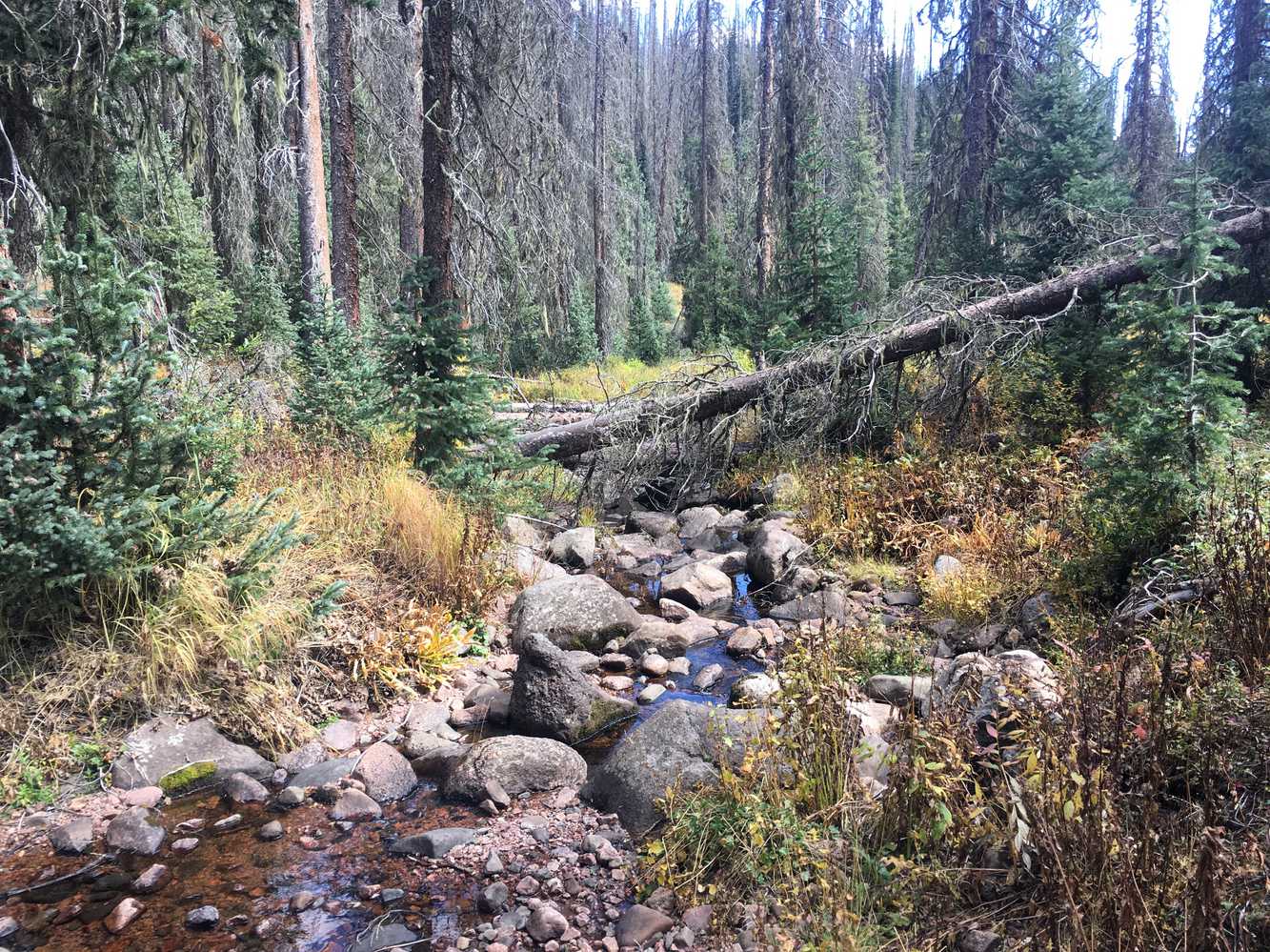 Little Sand Creek Trail North # 591 - Pagosa Springs Area Trails