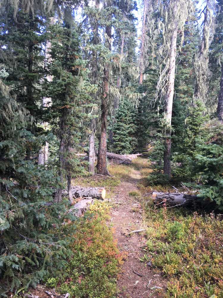 Little Sand Creek Trail North # 591 - Pagosa Springs Area Trails